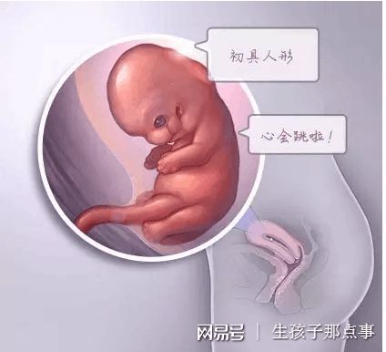 女人代怀试管